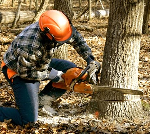 Tree Removal in Canton Center, CT